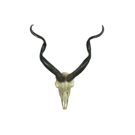 Kudu Skull Wall Plaque