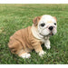 Realistic Bulldog Puppy Statue- Front View in Grass
