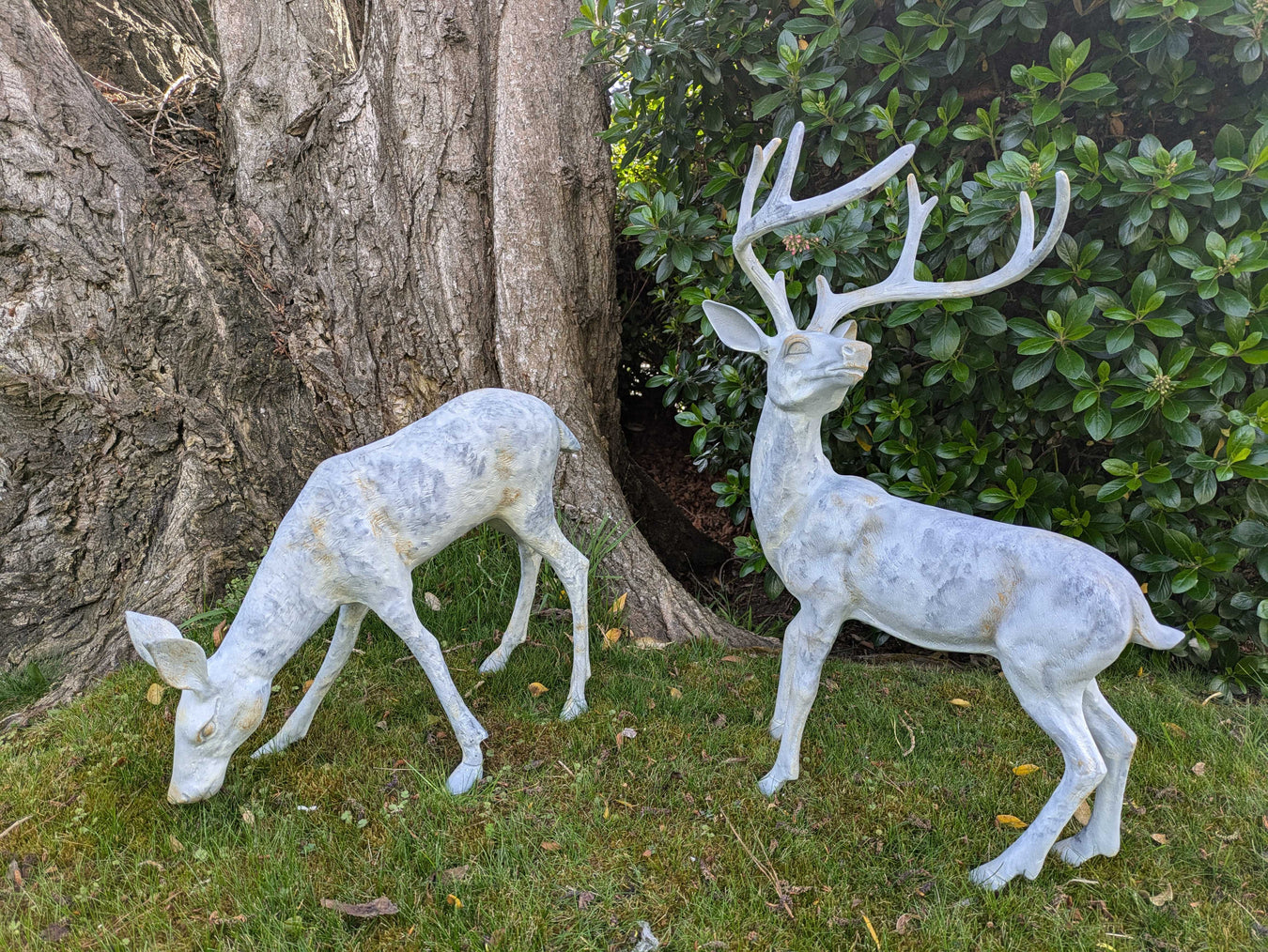 Outdoor Deer