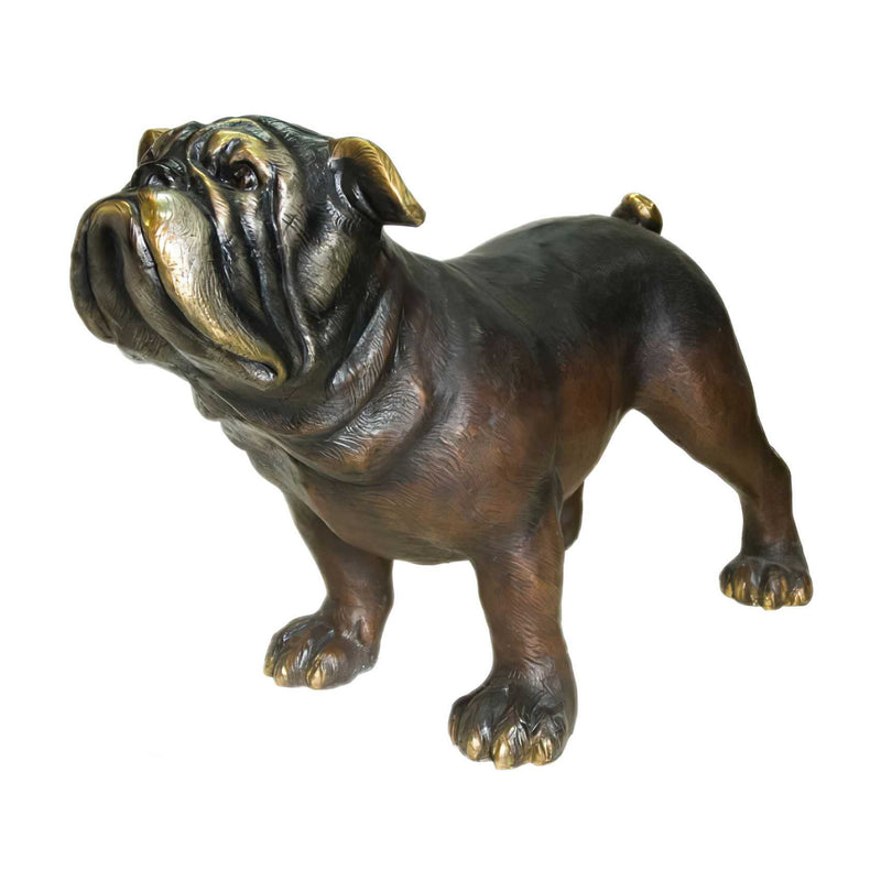 Bronze Bulldog Sculpture- Looking Up