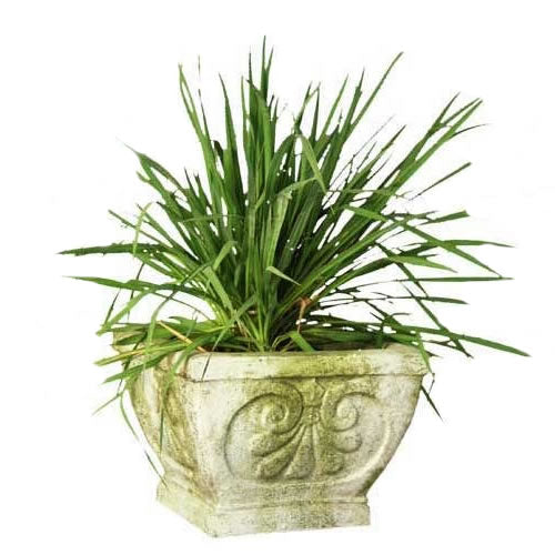 Fleur de Lis Square Pot