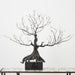 Bonsai Tree Sculpture In Iron 3