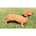 Brown Dachshund Statue- Outdoor- Side View