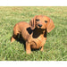 Brown Dachshund Statue- Outdoor- Front View