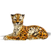 Cheetah Sculpture- Italian Ceramic- 17 Inch