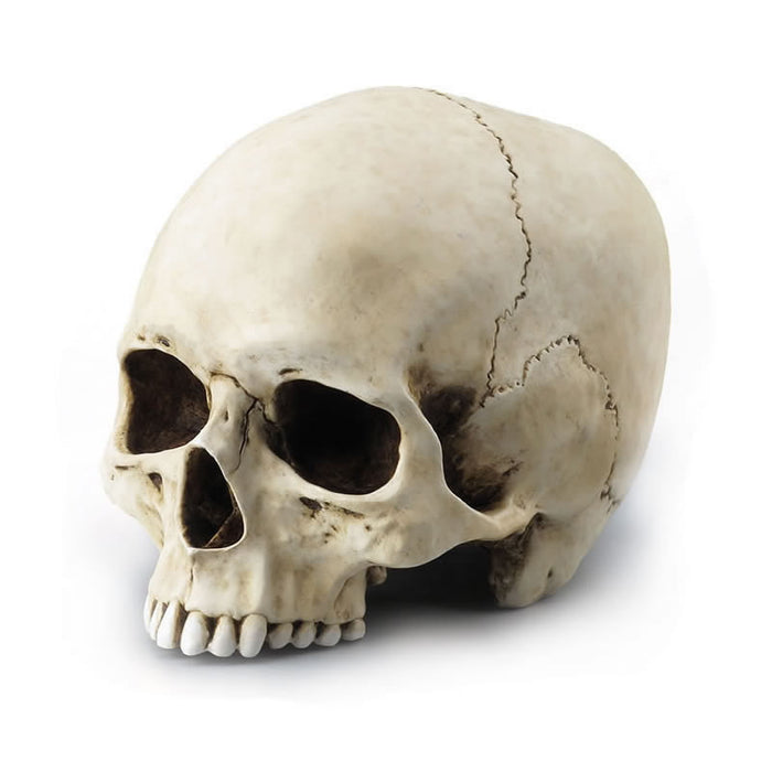 Human Skull (Jawless) Statue - White
