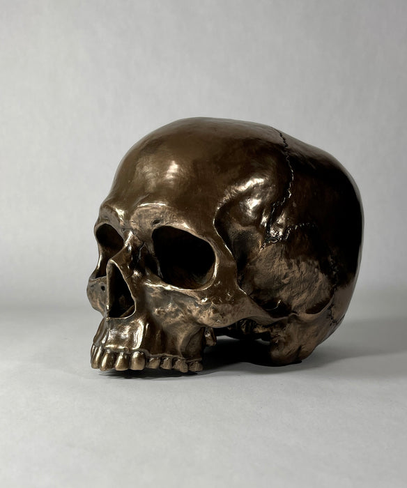 Human Skull (Jawless) Statue
