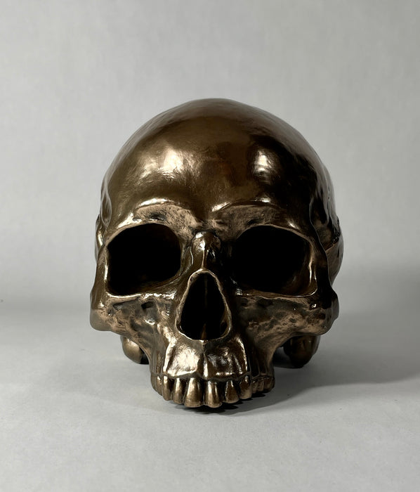 Human Skull (Jawless) Statue