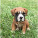 Realistic Boxer Puppy Statue- Outdoor
