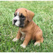 Realistic Boxer Puppy Statue- Outdoor- Side View