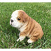 Realistic Bulldog Puppy Statue- Outdoor- Side View
