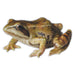 Realistic Frog Statue- 6 inch