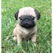 Realistic Pug Puppy Statue- Outdoor