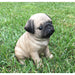 Realistic Pug Puppy Statue- Outdoor- Side View