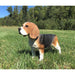 Realistic Standing Beagle Dog Statue- Angled View In Grass