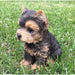 Realistic Yorkshire Terrier Puppy Statue- Outdoor- Side View