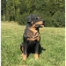 Rottweiler Dog Statue- Angled Front View In Grass