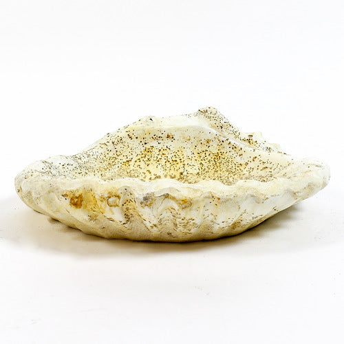 Shell Bird Bath
