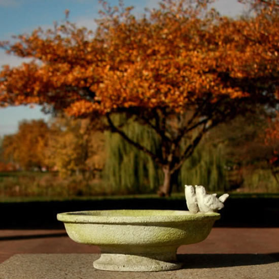 Finch Bird Bath